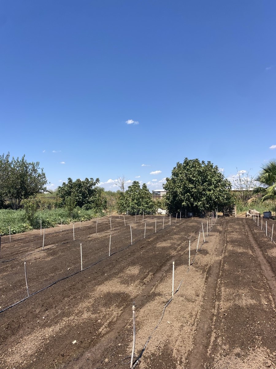 Prepared garden beds with irrigation lines in place at Rogue Rhino Gardens