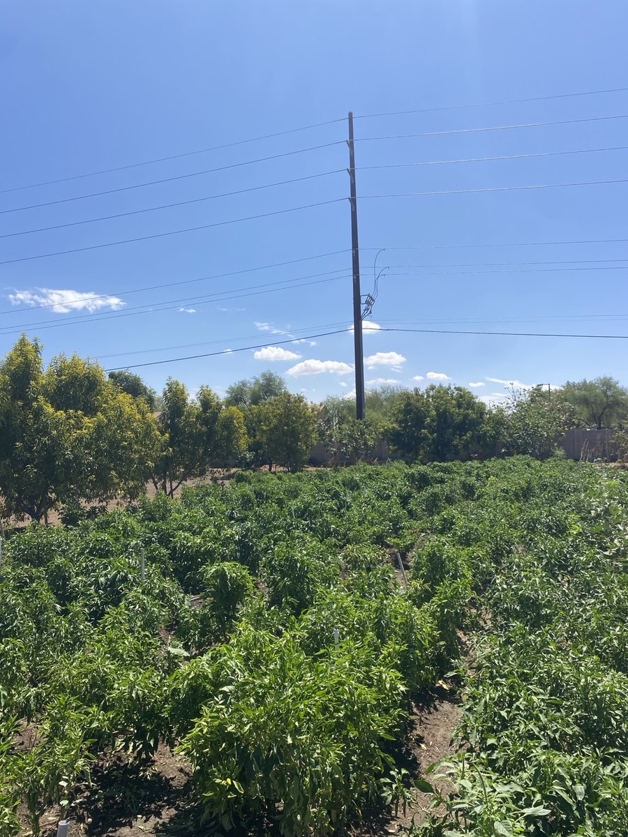 Green summer crops growing at Rogue Rhino Gardens before the seasonal transition